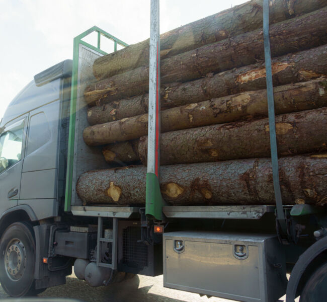 A large truck loaded with thick logs travels along a highway. The vehicle has a green accent and the sun shines down, creating a picturesque transport scene.